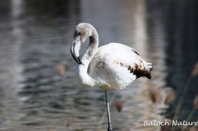 Flamingo 
  روسی او لانکڑی
Rosi or Lankadi
فلیمنگو ءَ بلوچی ءَ روسی اُو لانکڑی گوش انت ۔ بزاں چہ روس کیت ۔ بلے فلیمنگو چہ روس ءَ نہ ایت ۔ تانسریں دگنیا ءَ شش زات ءِ فلیمنگو است ۔ چار امریکہ ءُ لاطینی امریکہ ءِ افریکہ  جہمنند انت ءُ دو یوروپ ءُ ایشیا نندوک انت ۔ اے یک آپی مُرگ ءِ اشیے ٹانگ باز دراج انت ۔ اے زمستان ءِ درگت ءَ بلوچستان ءِ تیاباں کیت انت ۔ گرماگ بندات بوّگ ءَ پدا واتر کنت ۔
