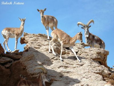 Capra caucasica
گڈ ءُ گرانڈ
Gadd o Grand
بلوچستان کہ ھُدائے رھمتاں یل کتگ، چُنت وھد انت کہ ھُوراں وتی راہ تاب داتگ انت، ءُ بلوچ مہلوک ءَ بلوچستان ءِ کوہانی دلوت ہم ھلاس کتگ انت، بلے تنیگا ہم بلوچستان ءِ ماتبند بے گڑ ءُ گُرانڈ نہ انت ۔ بلے باریں کدی ناسرپدیں تیرانی ھرجان بنت ۔
