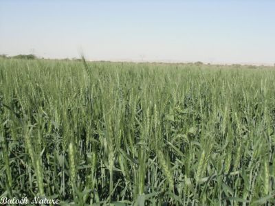 Wheat
گللہ
Galla

بلوچستان ءَ گلہ ءِ الکاپیں کشاورزی بیت، ءُ گلہ بلوچستان ءِ کوھنیں کشاراں چہ یک ءِ ۔ اے گلہ ءِ ڈگار ھوش انت ءُ تنیگا سبز انت کہ باز ڈولدار انت ۔ 
