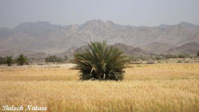 Golden Weat
گلّہ رون انت
Gallah ron ant
بلوچستان ءَ گلہ ءِ الکاپیں کشاورزی بیت، ءُ گلہ بلوچستان ءِ کوھنیں کشاراں چہ یک ءِ ۔ اے گلہ ءِ ڈگار کوہ ءِ دیم ءَ انت کہ باز ڈولدار انت ۔ 
