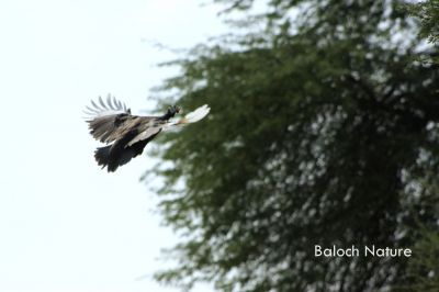 Guinea Fowl
گنی پُل
Gani poll
گنی پُل یک سیاہیں گسی مُرگ کہ اسپیتیں اُرتیں ٹک ءِ پر کہ باز بلوچ پُلاں باکلینک ہم گوش انت۔ اے مُرگ ءِ باز زات انت کہ لہتیں چہ بُن بیہ ءَ امیریکہ مُرگ انت ءُ  لہتیں افریکہ ءِ مرُگ انت۔ اے مُرگ ءَ لوگ ءَ دار انت ءُ رامگیں مُرگ ءِ۔
