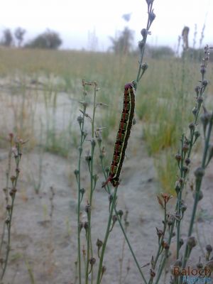 Danaus Gilippus Queen
Ganji Ganjolan
گنجی گنجُلان
اے کرم بہارے ھلاسیے وھدا ودی بیت - چونایا پیملو ء ازلی دژمن انت، او پیملوے اجگیں دانگاں وارت - بلے یک ماہے درگتا گار و بیگواہ بیت، وہدے اے کرم کئیت،  گڈا درُچکیں مُرگ پنکلگ ، کرکی، نریانچ، کُلی ہمے کرماں چن انت ورانت - چونایا اے کرم تاوان دیوک نہ انت - چارگا باز ڈولدار انت - چیا کہ باز رنگانی نکش و نگار انت -۔

