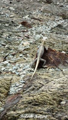 Garden lizard 
گرّی باگاڑ
Garri Bagaad
اے کسانیں ساہدارے کہ بلوچستان ءِ ڈل ءُ ڈوکانی کور ءُ کوھانی زینت انت۔ بلوچستان ہمک ھند ءَ اشیا وتی نام است انت۔ چوش کہ خاران ءَ '' گوپوک '' ءُ رخشانی '' کِلیڑ گوش انت۔
