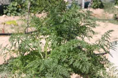 Carrot 
گزرک
Gazzirk
گزّرک یک سبزی ات کہ وتی روتگ ءَ بر جوڑ کنت۔ بزاں روتگ آئیے بر انت ، اے زمستان بزاں بہار ءِ درگت ءَ کشگ بیت ۔ اے بُن اسل ءَ ایران ءُ افغانستان ءُ سبزی زانگ بیت، ایشیا بلوچستان ءَ وھدے زمانگ ءَ کم کشتگ پہ وتی ورگ ءِ واستہ بلے مرچاں اے پہ بے ءُ شر ءَ باز کشگ بیت ۔ چونایا اشیے بر گلابی رنگ انت بلے زرد ءُ سُہر ءُ اسپیت رنگ دست کپیت ۔
