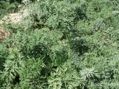 Carrot Shrubs
گزّرک ءِ بُوٹگ
Gazzirk e Botag
گزّرک یک سبزی ات کہ وتی روتگ ءَ بر جوڑ کنت۔ بزاں روتگ آئیے بر انت ، اے زمستان بزاں بہار ءِ درگت ءَ کشگ بیت ۔ اے بُن اسل ءَ ایران ءُ افغانستان ءُ سبزی زانگ بیت، ایشیا بلوچستان ءَ وھدے زمانگ ءَ کم کشتگ پہ وتی ورگ ءِ واستہ بلے مرچاں اے پہ بے ءُ شر ءَ باز کشگ بیت ۔ چونایا اشیے بر گلابی رنگ انت بلے زرد ءُ سُہر ءُ اسپیت رنگ دست کپیت ۔
