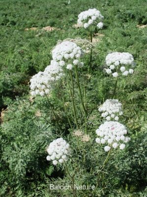 Carrot's flowers
گزّرک پُل انت
Gazzirk Pol ant
ادا گزّرک پُل انت۔
گزّرک یک سبزی ات کہ وتی روتگ ءَ بر جوڑ کنت۔ بزاں روتگ آئیے بر انت ، اے زمستان بزاں بہار ءِ درگت ءَ کشگ بیت ۔ اے بُن اسل ءَ ایران ءُ افغانستان ءُ سبزی زانگ بیت، ایشیا بلوچستان ءَ وھدے زمانگ ءَ کم کشتگ پہ وتی ورگ ءِ واستہ بلے مرچاں اے پہ بے ءُ شر ءَ باز کشگ بیت ۔ چونایا اشیے بر گلابی رنگ انت بلے زرد ءُ سُہر ءُ اسپیت رنگ دست کپیت ۔
