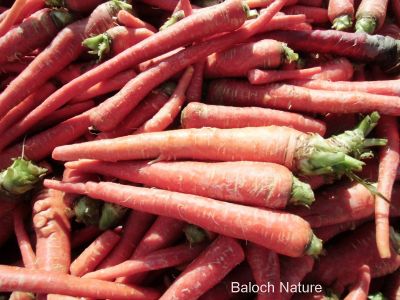 Carrot
گزّرک ءِ سمر
Gazzirk e samar
ادا گزّرک پہ ورگ ءِ واستہ جاڑی انت ۔ 
گزّرک یک سبزی ات کہ وتی روتگ ءَ بر جوڑ کنت۔ بزاں روتگ آئیے بر انت ، اے زمستان بزاں بہار ءِ درگت ءَ کشگ بیت ۔ اے بُن اسل ءَ ایران ءُ افغانستان ءُ سبزی زانگ بیت، ایشیا بلوچستان ءَ وھدے زمانگ ءَ کم کشتگ پہ وتی ورگ ءِ واستہ بلے مرچاں اے پہ بے ءُ شر ءَ باز کشگ بیت ۔ چونایا اشیے بر گلابی رنگ انت بلے زرد ءُ سُہر ءُ اسپیت رنگ دست کپیت ۔ 
