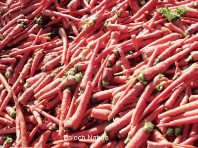 Carrots
گزّرک
Gazzirk
گزّرک یک سبزی ات کہ وتی روتگ ءَ بر جوڑ کنت۔ بزاں روتگ آئیے بر انت ، اے زمستان بزاں بہار ءِ درگت ءَ کشگ بیت ۔ اے بُن اسل ءَ ایران ءُ افغانستان ءُ سبزی زانگ بیت، ایشیا بلوچستان ءَ وھدے زمانگ ءَ کم کشتگ پہ وتی ورگ ءِ واستہ بلے مرچاں اے پہ بے ءُ شر ءَ باز کشگ بیت ۔ چونایا اشیے بر گلابی رنگ انت بلے زرد ءُ سُہر ءُ اسپیت رنگ دست کپیت ۔

