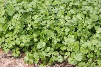 Coriander
Gehnich
گہنیچ


گہنیچ کسانیں بوٹگے - بلے اشیا مسالہ ء جاہ ء کار بندانت - گینیچ بلوچستان ء اسلی بوٹگ نہ انت بلے اے چہ انڈیا درآمد کنگ بوتگ - مرچی باندا بلوچانی نارُشت بے گہنیچ ء ھچ تامدار نہ بنت - چمیشکا گہنیچ ء نیادی انت - گہنیچ ہما تہلگ یا مسالہ انت کہ اشیے تاکاں بگرتاں دانگاں دروستاں کار گرانت - انڈیا ء اُنڈال ء چوپنت او کار گرانت 


