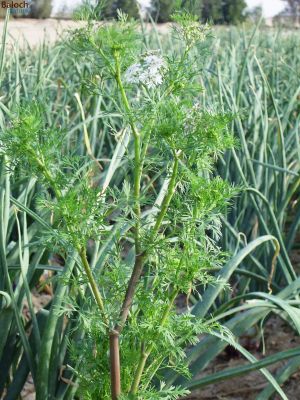 Coriander 
Gehnich
گہنیچ
گہنیچ کسانیں بوٹگے - بلے اشیا مسالہ ء جاہ ء کار بندانت - گینیچ بلوچستان ء اسلی بوٹگ نہ انت بلے اے چہ انڈیا درآمد کنگ بوتگ - مرچی باندا بلوچانی نارُشت بے گہنیچ ء ھچ تامدار نہ بنت - چمیشکا گہنیچ ء نیادی انت - گہنیچ ہما تہلگ یا مسالہ انت کہ اشیے تاکاں بگرتاں دانگاں دروستاں کار گرانت - انڈیا ء اُنڈال ء چوپنت او کار گرانت 

