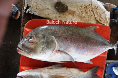 Galbat
گلبت
گلبت کسان زاتیں بلے پتنین ماھیگ ءِ ۔ گیشتر ما دریاہے ہما جاہاں بیت کہ اودا سنگ ،ڈل ءُ ڈوک بزاں کوہ ببیت ۔ تو گوشت کنے کہ گلبت کوہی ماھیگ ءِ ۔

