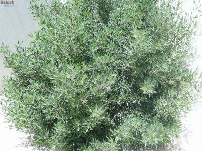 DODONAEA VISCOSA
Gitichk
گیتچک
گیتچک میان قدّے درچک ء گیشتر ماں کوہ اُو ڈرّاں رودیت - بلے جنگلاں ہم رودیت - گیتچک ڈولداریں درچکے سپیت چکیں, زرد چکیں ۔ سُہرچکیں  پُل جنت  
