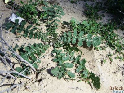WILD_RADISH
Goki Zoban
گوکی  زُبان
گوکی  زُبان کسانیں کاہے کہ بہار ء وھدا رودیت - ٹیلکاہ و تُرپ ء وڈیں کاہے - بلے پہ وراگ ء تامدار سنت - اشیے تاک  دراج و زبر انت گوکے زبان یا للّک ہم دراج و زبر انت چمیشکا نام کپتگ 
