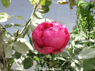 Rose
گلاب
Golab
گلاب کسانیں بوٹگ ءِ کہ اشیے صد زات انت ہمک ءِ وتی کردار ءِ است ، چونایا گلاب کسانیں کنٹگی درچک ءِ کہ نرم ءُ نازُرکیں پُل پر کنت ءُ وتی پُلانی وش بوہی ءَ باز نام دار انت ، گلاب ءِ توک ءَ انچیں زات است کہ ہپت میٹر ءَ دراج بنت بزاں چو ول ءِ وڑا سر کپ انت ۔ بلے گلاب ءِ اے وڑیں زات است چو پٹکیں سول ءِ وڑا بُج بیت ۔ ہمے وڑا ایشانی پُلانی تب وڑ ءُ پیماں ہم باز پرک است ، درستیں گلاب وشیں بوہ ہم نا کن انت، بلے گیشتر وشیں بوہ کن انت ۔ گلاب ءِ پُل ءِ ہمے وڑا بوہ وش انت ہمے وڑا آئیے رنگ دروشم ہم ڈولدار انت ۔
