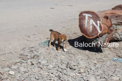 گللو
Gollo
گللو کُچک ءِ چُککا گوشنت ۔ اے گللو چو بے واھُندے وڑا یلہ انت ۔ 
