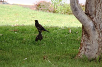 Common Myna
گولو
گولو بلوچستان ء جہمنندیں با لی مُرگ ء - سکّیں ہُژاریں مرگے - گرماگ ء درگتا مچکدگ ء زمستان ء گیشتر بازارا  گردیت - گولو چہ اپسانشدوک رند شور کنوکیں مُرگ انت
بلوچاں گشتگ
من گراگ سیاہ اُو گولو کمبرا دستگ
