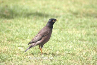 Common Myna
گولو
Golo
گولو بلوچستان ء جہمنندیں با لی مُرگ ء - سکّیں ہُژاریں مرگے - گرماگ ء درگتا مچکدگ ء زمستان ء گیشتر بازارا گردیت - گولو چہ اپسانشدوک رند شور کنوکیں مُرگ انت
بلوچاں گشتگ
من گراگ سیاہ اُو گولو کمبرا دستگ
