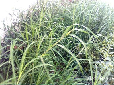 Aleppo Grass (Sorghum halepense)
Gomaaz
گوماز
گوماز یک ڈالیں کاہے کہ کُچّگاں بگر تاں ریکپادین ہندو دماگاں رودیت - گوماز گیشتر گرماگی کاہے - تانسریں گرماگا سبز سبز بیت- بلوچستان ء توکا گوماز گیشتر بیلہ ء ہند دماگاں رودیت - تمپ ء نزّیکا یک میتگے نام ء گومازی انت - ۔
بلوچی پتل ء استیں -۔
من وتی گومازاں گوریزاناں 
تو دگہ  گومازی  نگن  پتکگ
