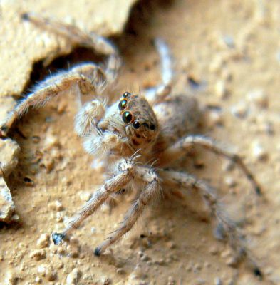 Jumping Spider 
گوندگواج
Gondgwaj
اے موکوے یک زات ءِ ۔ بلے اے موکو ءَ دو جتُک چم است ۔بزاں چار چم است ۔ انچیں گوندگواج است کہ ہشت چم ءِ است ۔ بلے بلوچستان ءَ نیست انت  ۔ بلے بلوچستان ءَ چارچم است انت ۔ اے ہم مردم ءَ ڈنگ جن انت ۔ 
