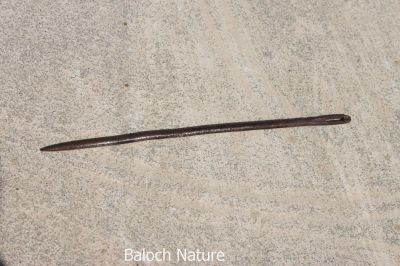 Macro Needle
گون دوچ
Gon doch
گون دوچ چہ سوچن ءَ مستر انت بزاں دراج ءُ زنڈ تر انت ۔ اشیے سرا گون دوتکگ انت چمیشکا اشیے نام گون دوچ جوڑ بوتگ ۔ ایشیے سرا مزنیں چیز دوتکگ انت۔ گونی پات ۔ گوالگ ءُ دگہ بازینے گون دوچ ءِ سرا دوچ انت ۔ 
