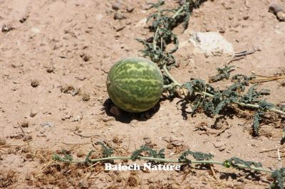 Bitter Apple (CITRULLUS COLOCYNTHIS)
گنج
Gonj
اے ول ریکپادیں او ھُشکاوگیں ڈگارواں رودیت، گوُانڈوین بر پر کنت - چو کٹّلُک ء وڈا گندگ کاۃنت - اشیے بر سک زھر انت، بلے اشیارا پہ دوا کارمرز کن انت -۔
