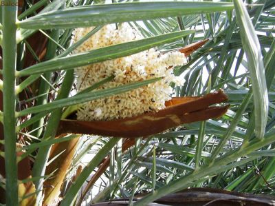 DATE PALM, Outdated Male Lateral Bud
Sarr
سّر

وھدیکہ گُنش گیش کپیت گُڈا سّر بیت  - سرّ بزاں کارآمد نہ بوّگ و ھراب بوّگ - 
