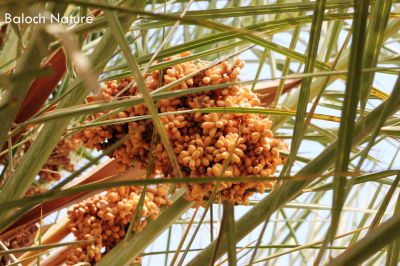 Male Date palm
گونش پپُک انت
Gonsh papok ant
مچ ءَ گونش کن انت گڈا مچ بندیت ءُ پپُک  ءُ ناہ دانت ، بلے گونش ادا پینّگ انت ، گونش ءَ ناہ بوّگے واستہ چے کنگ لوٹ ات؟
