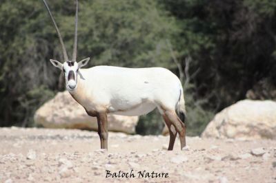 Oryx
گُور
Gour
