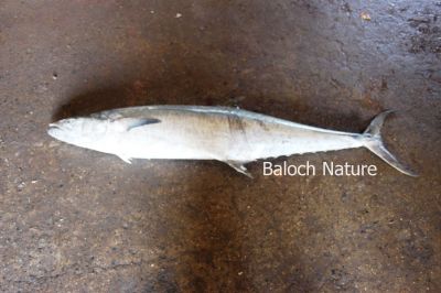 Kingfish
Gor
گور
گور یک شکاری ماھیگ ءِ کہ مدام سوریں دریا ءِ  بُرزی نیمگا گردیت او گیشتر تیابدپی ہنداں بلے زرے تہا ہم گردیت ۔ اے گیشتر 5 کیلو تاں 9 کیلو بیت بلے 40کیلو ہم بوت کنت، اے ماہیگ کسانیں ماھییگ گیپ ءُ وارت 

