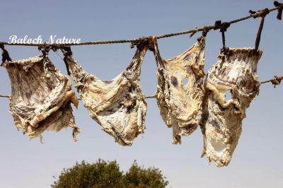 Sheep Dried Meat
گرانڈ ءِ تباھیگ
Gorand e Tebahig

تیباھگ بلوچستان ء عید ے براک ء سراتکگیں گوشت انت کہ ایشاں انار دانگ و واد پر کتگ بُرزیں جاہا درانج انت کہ ھشک بہ بنت - مرچاں تیباھگ باز کم جوڑ کن انت چیا کہ مرچاں سردانہ است ء بلے اے اکس بلوچستان ء مال چارینوکانی کہ مزنیں عیدے درگت ء قربان کوتگیں براکانی گیشیں گوشت انت کہ تیباھگ جوڈ کتگ انت - اے اکس گرانڈ بزاں اسپیت پس ءِ تباھیگ انت ۔
