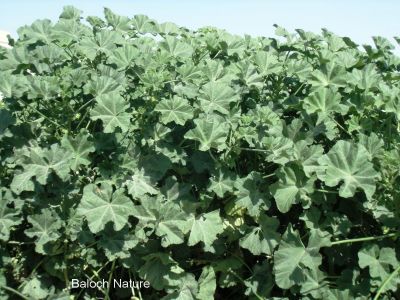 MALVA PARVIFLORA
گراپاد
Gorapad
گراگ پاد بہار کاہے - اے زمستانی ھور ء درگتا ھر ھند و دامگاں رودیت - بلوچاں اے کاہکے وڈا لہڈ داتگ و وارتگ و نارشت کتگ - اشیا دْراہین دلوت چرانت ۔
