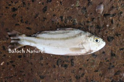Crescent-banded Grunter
Gork
گُرک
گُرک کسان زاتیں ماھیگ ءِ کہ دراجی 30 سنٹی انت ۔ اے گیشتر ماں تیاب دپاں گردیت۔ بلے اگاں جاہ ءِ کہ وشیں آپ سوریں دریا بریچیت گُدا اودا جُہلیں جاہاں ہم گردیت۔ اے گیشتر اسٹرالیا ءِ روچ ایرشُتی ہند و دمگاں بگر تاں ہند ءِ اربستاں اے ماہیگ است انت ۔


