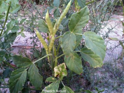 Gouar . Cyamopsis tetragonolobus
گوار
Gouar
گُوار یا گُوارُک یک دھل ء زانگ بیت - گوار کسانیں بوٹگے کہ چریشیا گوارے پسل تیار بیت - گوار اول سرا نازرکیں کوسرک پر کنت کہ پہ ناروشت ء کارمرز کن انتے - وھیکہ مزن او ھُشک بیت پہ دلوتاں کارمرز کن انت - اے گرماگی دھل ء اے چہ بُن ءَ افریکہ پیداک بوتگ بلے انوگیں  وھدی گیشتر انڈیا ءُ پاکستان پیداک بیت ۔ بلوچ ہم ھزاراں سال پیش گوارکے کشاورزی کنگا انت -۔

