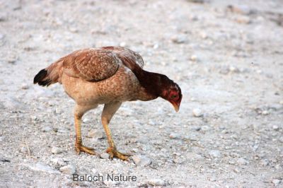 Young Hen
گواچّ
Gowachch
گواچّ کسانیں کُککڑ انت ، کہ پہ ہیک  ءِ رین ءَ ساڑی انت ۔ 

