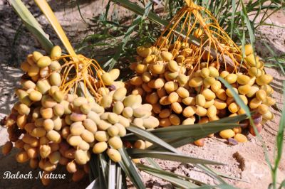Date fruits 
گونگیں مچ
Gowangin machch
گونگیں مچ کہ وھدے بر کنت باز ڈولدار گندگ بیت چیا کہ آئیے ھوش زمین ءِ سرا ایر بنت۔ اے اکس ءِ توک ءَ گونگے ھوش ہم بُن ءَ ایر انت۔
