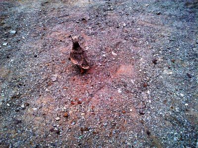 Lichtensteins Sandgrouse-chicks
گورداگ ءِ پَڈ
Gowardag e padd
