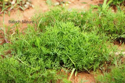 Dill. Anethum graveolens
Nok Rodeen Gwatag
نوک رودیں گواتگ

گواتگ یک بزارے بزاں مسالہ کارمرز بیت - کسانیں بوٹگے کہ بہارَ درگتا رویت - اشیے ڈیل و ڈول چو رز او زیرّگے وڈا انت - زردیں پُل جنت - کسانیں دانگ پر کنت - کہ دانگاں چوپنت و دوگیں شیراں مان کن انت - کہ وشیں او سارتیں بوہ کنت او شیراں تامدار کنت -۔ ادا گواتگ نوک رود انت ۔
