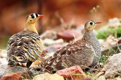 Lichtenstein's Sandgrouse
Gwardaag
گورداگ

گورداگ بلوچستان ءِ کور، کوہ ءُ کُچگانی زینت انت ۔ گورداگ لکرک ءِ زاتیں بالی مُرگ ءِ کہ گیشتر ماں ڈل پادیں ھنداں وتی جاہ کنت ۔ اے تہارین مغرب ءُ تہاریں سُہب ءُ آپ کنت ، باز ڈولداریں مُرگ ءِ بلے مرچاں بلوچستان کم بوّان انت ۔ چیا کہ اشیا شکار کن انت ۔ دومی چہ تہاریں بانگواہ ءُ  تہاریں مغرب بال کنت آپ ءَ روگ کہ بجلی ءِ سمّاں لگ ات ءُ مریت۔ 
