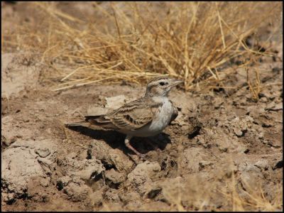 Greater short  toed lark
ڈگگو
Daggo
ڈگگو یک کسانیں بالی مُرگ ءِ۔ اشیے رنگ ءُ دروشم چو بُللی ءِ وڑا انت ۔ او مدام بُللی ءِ ہمراہ انت بلے اشیے آواز دگر ات او اے نوک کشیں کشارانی ازلی دژمن انت پرچا کہ آ انچو کُککڑے وڈا پیش کلونڈ ات ۔ باز ڈولدار یں مُرگ ءِ  ۔  

