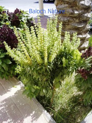 Ocimum basilicum
Nazbo Gwarop
نازبو گواروپ
نازبوے باز نمونگ است انت - بلے اے گواروپ انت - گواروپ دراجیں پُل پر کنت - اے سُہر او اسپیتیں پُل پر کنت - سردیں بوہ کنت او ڈولداریں کسانیں درچکے 
