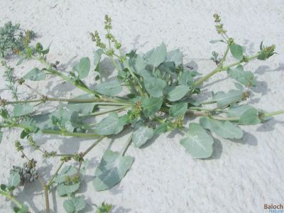 Devil's thorn (Emex spinosa)
Hari Gosh
ہری گوش
ہری گوش وترودیں کاہے - گیشتر میدانی ہند و دماگاں بہار ے وھد ء رودیت - کسانیں تاکاں کاہُک کن انت بلے کم مزن بیت گُڈا بُن رودین ات چو گزّرک ء ودا بیت چُک اشیا درکن انت و ورانت - چیا کہ تامدار و شرکن انت 

