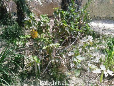 Commen Fig (Ficus carica)
Hinjeer
انجیر
یک میوہ ات - انجیرے درچک چہ 3 میٹر بگر تاں 10 میٹر بوت کنت - بلوچستان ء انجیر شخسی باغاں کشتگ بلے پہ بے پارے واستہ انجیر انچو دیما نیتکگ - چونایا گوشنت کہ انجیر اسل ملک یونان انت- بلے کسے گُشت کنت کہ انجیرکان ء انجیر چہ کُجا اتکگاں انجیرکان ہوت آباد او میر آبادے میانی راہ انت کہ کُلبر ء روت - بلے ادا انجیرانی بی ھسابادرچک است انت - او شرّیں او شیرکنیں تام کن انت - ۔
