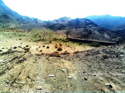 A view of Zamoran
Hoshaap
ھوشاپ
مئے ھند ءُ دمگاں کسانیں شیپانی دپ ءَ پند بند انت کہ آپ دار انت ما ایشاں اوٹگ گوش انت ۔ بلے اے زامران کوہ ءِ دیم رتکگیں آپ بی پلگاری ءَ شیپ ءَ جہلاد بوتگ انت ءُ گار ءُ بیگواہ بوتگ انت بلے کوہ ءِ مردمان ہمے مارتگ او کوہ ءِ دیم ءَ یک سندات ءِ بستگ کہ ھورے رتکگیں آپان جاگہ دنت ۔ بلوچ اشیا اوٹگ نہ بلکن ھوشاپ گوش انت، شما اے بابت ءَ چہ سرپد ات؟
