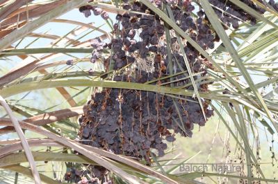 Dry Date on Tree
Hoshkeen Nah
ھُشکیں ناہ
وھدیکہ ناہ مچّے سرا ھُشک بہ بنت گڈا تو چہ گُشے؟ باز گوشیت کہ مرچاں مردم سیر انت چمیشکا مچّانی ناہانی روپگ ء کوتاۃی کن انت - بوت کنت کہ اے مچ کرُوچ ات ناہ ء وش نہ انت او دگہ الّت بوت کن انت -۔ 
