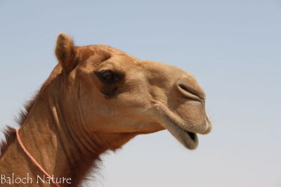 Camel closeup 
ھٗشتر
Hoshter 

