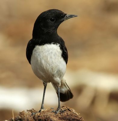 Hume's Wheatear
ہراں سیاھلوک
Haran seyahalok
ہران سیاھلوک کسانیں بالی مُرگ کہ سر بر سیاہ ء چیر ء اسپیت انت ۔ اے مدامی کٹگ کرم بالو ء چنت وارت یا شکار کنت ۔ ھران سیاھلوک لوگ کش ءُ گواراں گندگ بہ بیت ۔ بلوچ ہمے زان انت کہ مہمان ء لازم لوگ ء کیت ۔ ۔  
اے مُرگ 1872 الن ھیوم ء بلوچستان ء درگیتکگ ۔ الن ھیوم اے درگت  ء بریٹش انڈیا ء مُرگانی عالم ء بوتگ ۔
