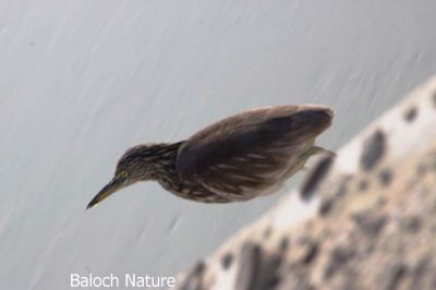 Pond Heron
جوہ سری نکول
Joh sari Nikol
اے کنگ ءِ زاتیں مُرگ کہ گیشتر جُوّانی سرا کلمیرانی تہا ماہیگ شکار کنت ، کوراں تالاوگاں ہم موجود انت ۔ اے یک نرمیں مُرگ کہ الادو بال نہ کنت ، اے اکس میران ءِ ڈیم ءِ چپّی تکرّ ءِ سرا زپت کتگ ۔ اگان شمے نیمگا اشیار ءَ دگہ نام است ، شما کومنٹ دات کنے تنکہ ما دومی نام ءَ وتی راج ءِ دیم ءَ بیاریں ۔ 
