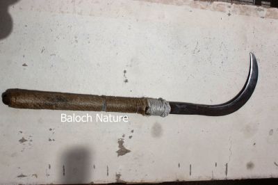 Palm Saw 
داس
Daas
اے داس ایوکا پہ مچ ءِ لٹ ءُ کلمپوگ ءِ بُرّگا کار بند انت۔ مُمکن انت کہ دگہ جاہ  ءَ شکرکانڈیل بُرّانت۔ 
