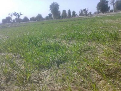 Proso Millet

ارزُن
Arzon
ارزُن یک دھل ءِ کہ بلوچستان ءَ اشیے کشاورزی بیت ۔ اے کسانیں کاہے کہ ھوش پر کنت ءُ ھوش چہ دان ءَ پُر بنت ۔ چونایا دنیائے توک ءَ نوہ زات ءِ ارزُن است کہ آھانی دان ءِ رنت چہ اسپیت ءَ بندات بیت چہ پُہتہیں سیاہ ءَ روت ۔ بلے بلوچستان ءَ زرد ءُ سہُریں ارزُن کش انت ۔ وھدے زمانگءَ ارزن ءَ دان درُشتگ انت ءُ نان جوڑ کتگ انت۔ بلے مرچاں ارذُن نان جوڑ نہ کن انت ۔ ارزن تمکار ءَ چہ رند کش انت، بزاں اگاں ھور چہ موسُم ءَ پدی بہ بنت گڈا بلوچ وتی ڈگاراں ارزن کش انت۔ چیا کہ ارذن زوت دان بیت۔ ارزُن ءَ گرماگ ءِ ھلاسی ءَ ہم کش انت ، بزاں سال ءِ دو رندا ءَ پاگ دنت۔

