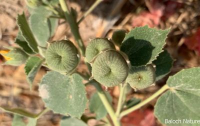  Abutilon Pannosum

جنّی کاکینک
Jenni Kakaink
جنّی کاکینک کسانیں درچکے کہ ماں ٹوہیں درچکانی بگل ء رودیت - اے سال دوازدہیں ماہاں سبز انت - اے گردیں تاک پر کنت او زردیں پُل ، باز ڈولدار انت
اے اکس ءِ توکا جنّی کاکینک دانگ انت ۔
